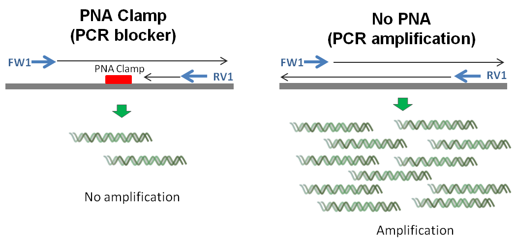 PNA Clamp No PNA PCR blockers for mutation detection – PNA Bio