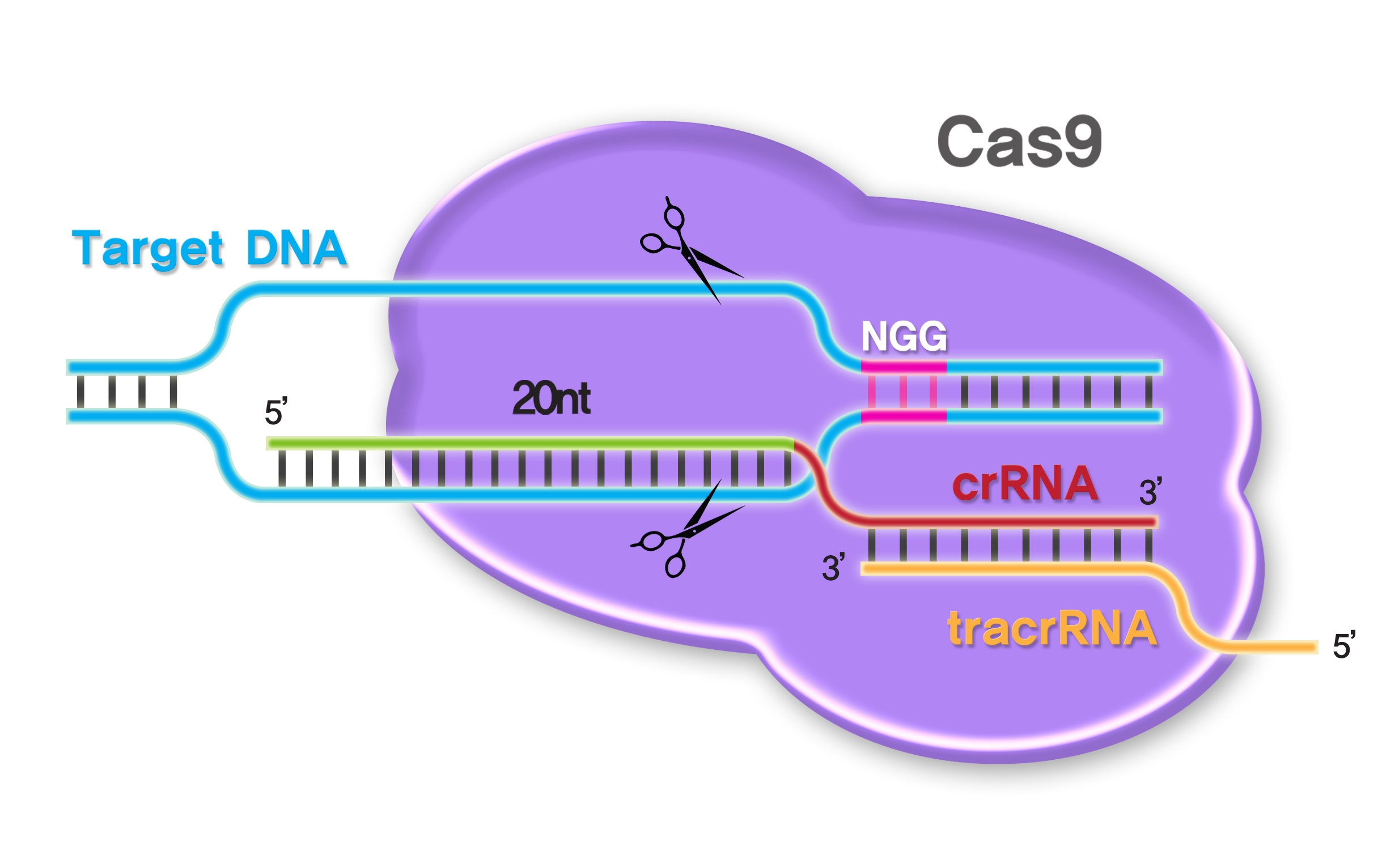 Cas9 Custom gRNA design and synthesis for CRISPR – PNA Bio