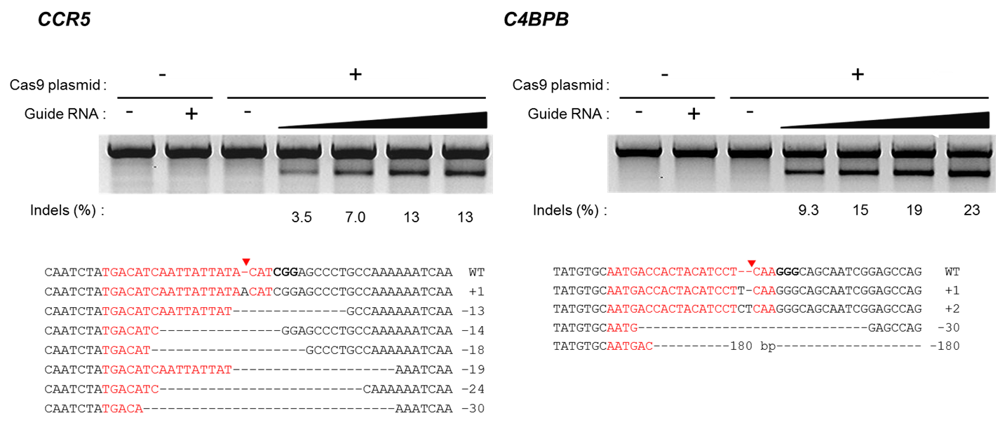 CCR5/C4BPB Cas9 protein with custom gRNA for genome editing – PNA Bio