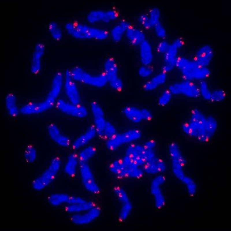 F1002 (TelC-Cy3) PNA FISH probes for telomere analysis – PNA Bio