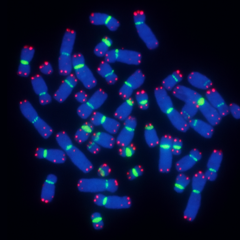 F1002 & F3001 High-purity PNA FISH probes for molecular diagnostics – PNA Bio