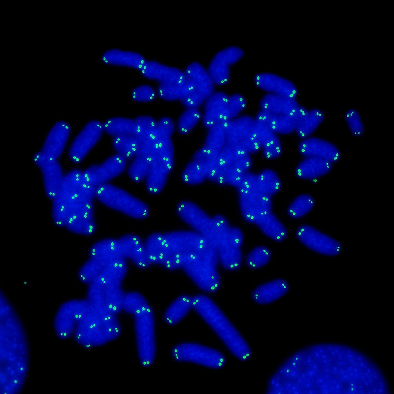 F1008 (TelG-A488) Fluorescent PNA FISH probes for centromere detection – PNA Bio