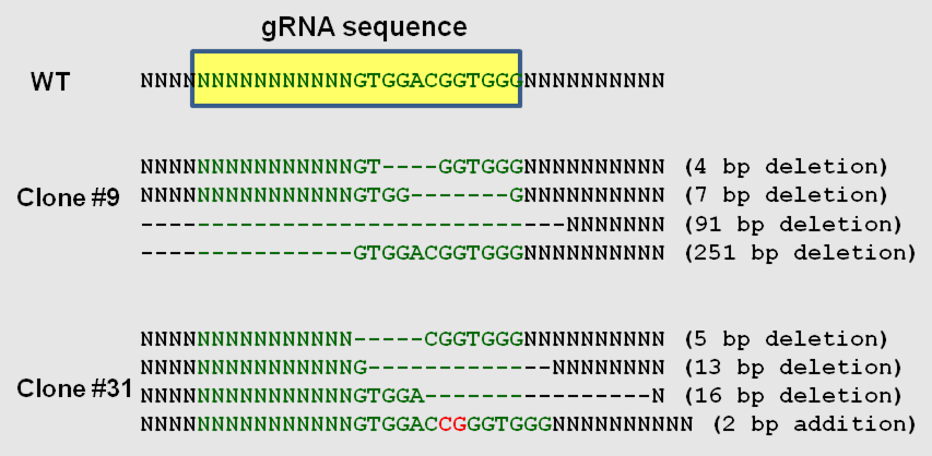 gRNA sequence CRISPR Cas9 KO/KI cells for genome editing – PNA Bio